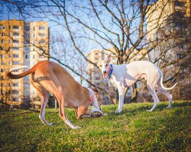 how many walks does a whippet need