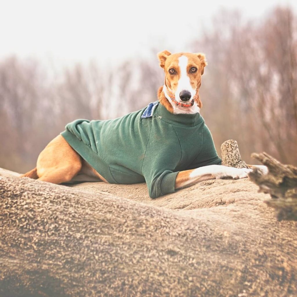 Do Whippets Shed? How Much & When? WhippetCentral