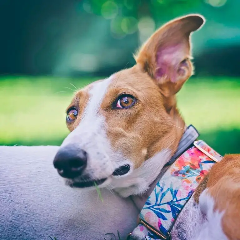 Do Whippets Shed? How Much & When? WhippetCentral