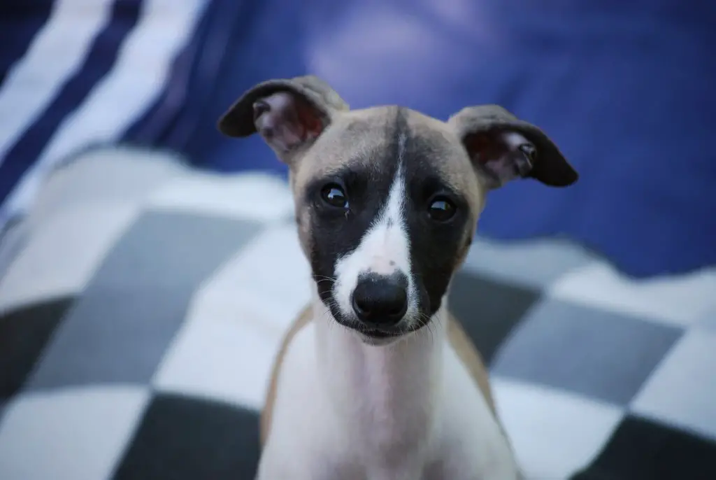 how to train a whippet to hunt rabbits