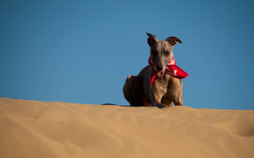 do whippets bark a lot?