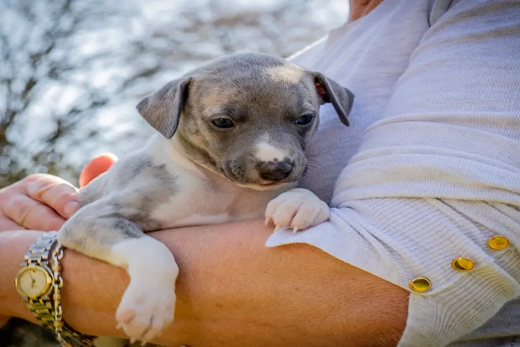 how to take care of your whippet puppy