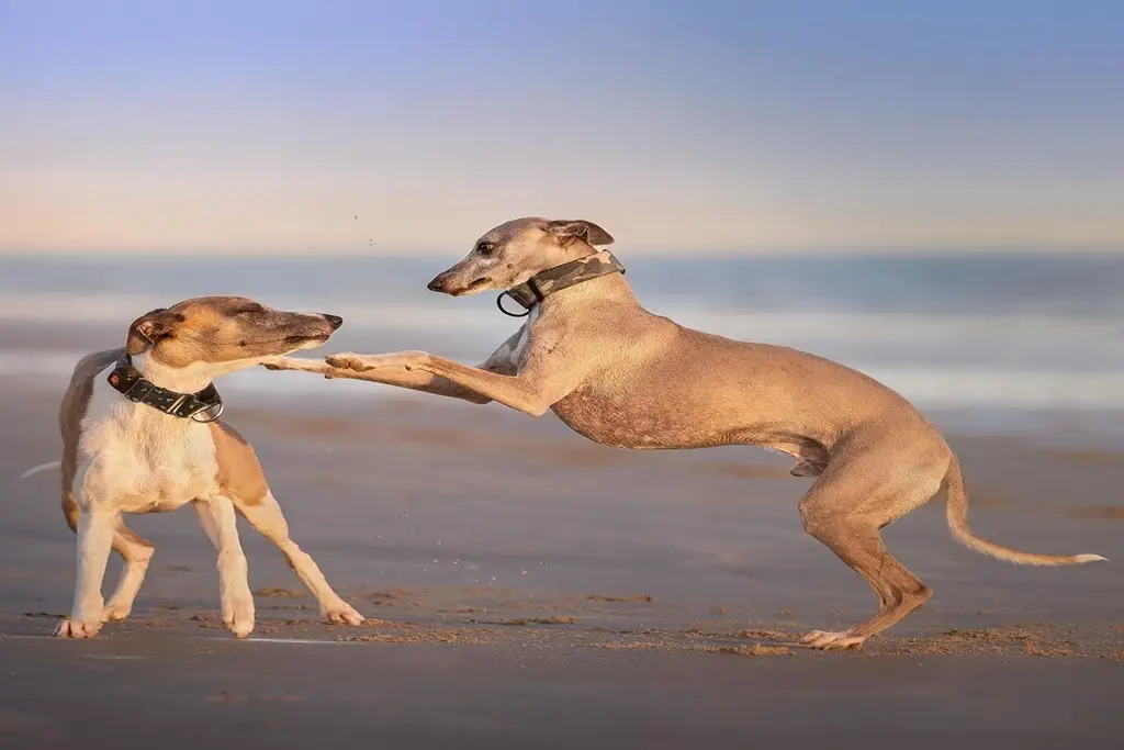 the importance of socialising your whippet