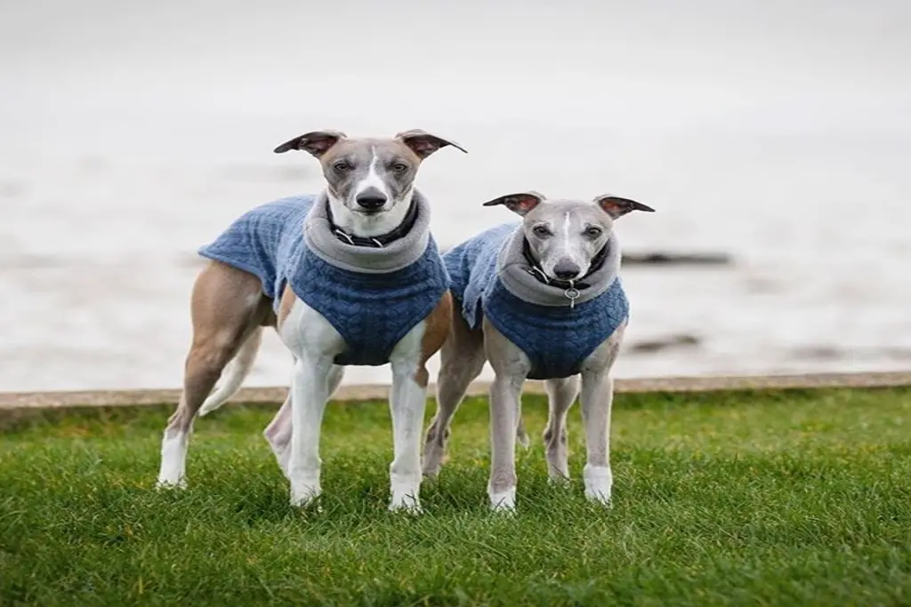 the importance of socialising your whippet