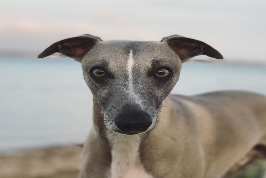 the importance of socialising your whippet