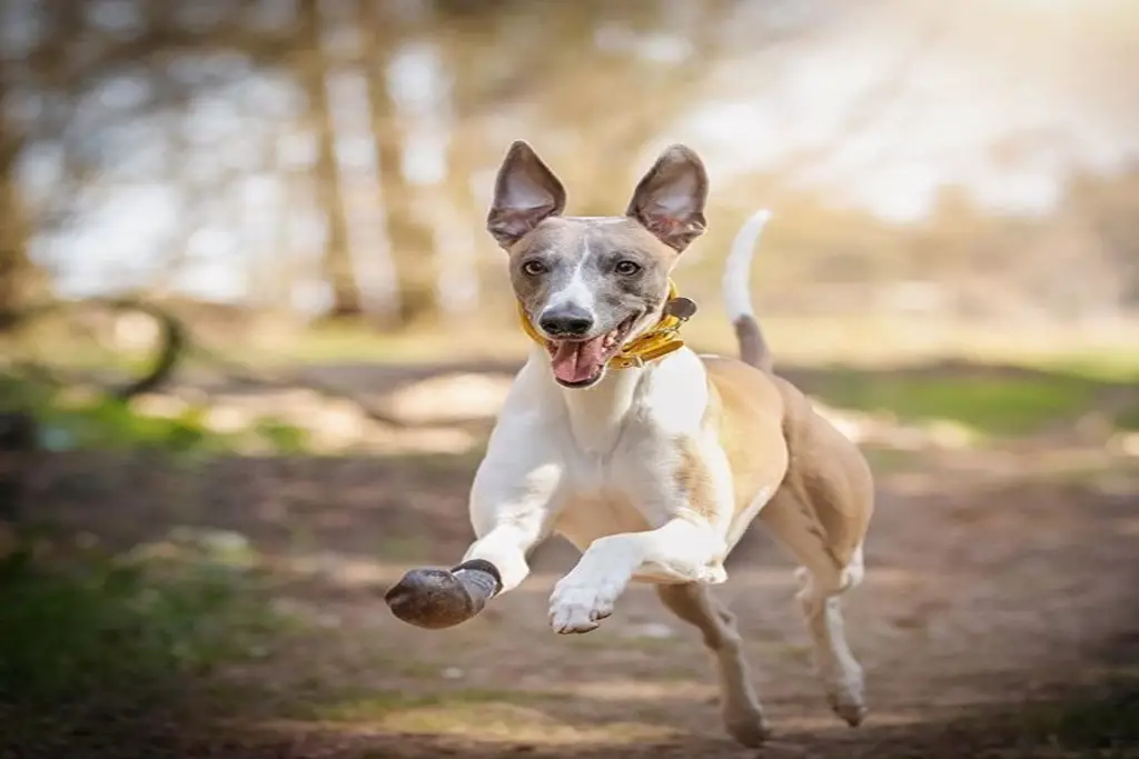 do whippets cry a lot?