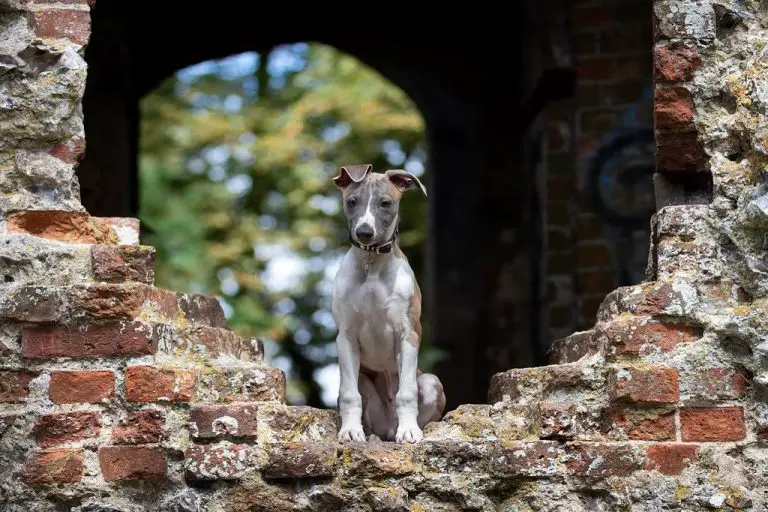 how-big-do-whippets-get-what-to-expect-whippetcentral