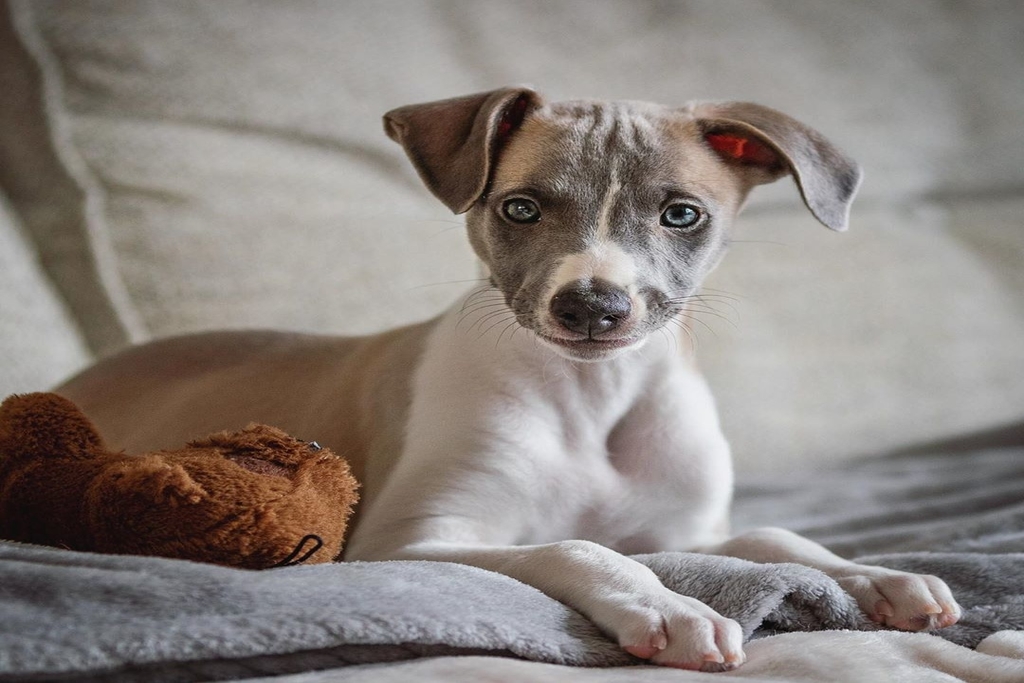 how to take care of your whippet puppy
