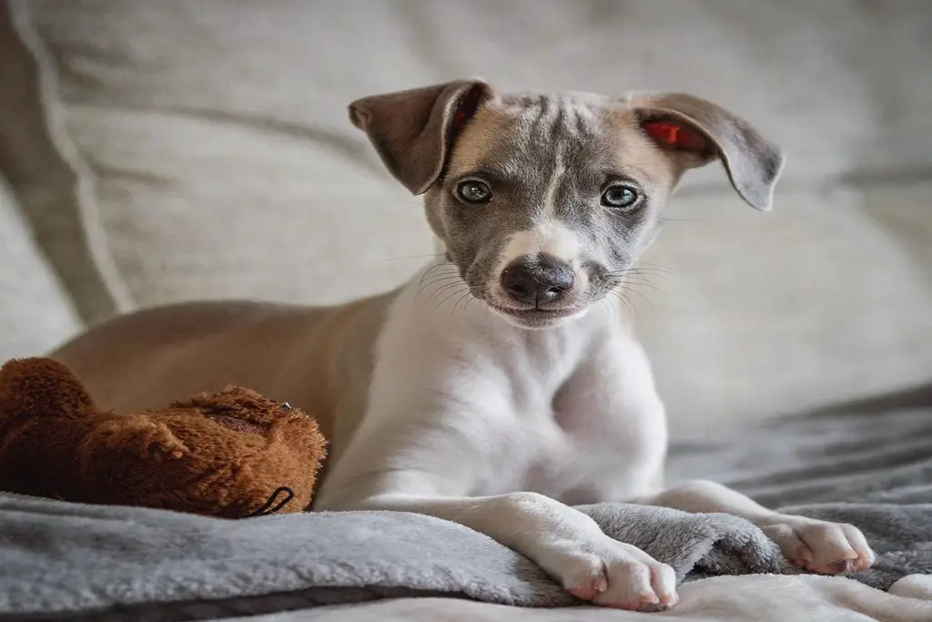 how to take care of your whippet puppy