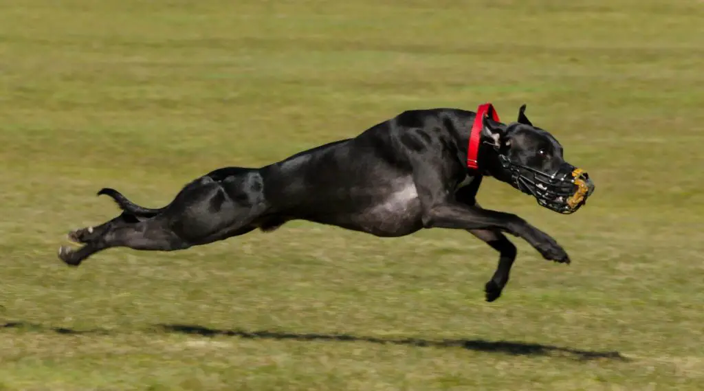 can whippets run long distances?