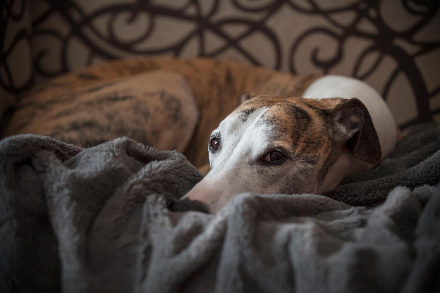 what do whippet like to sleep on