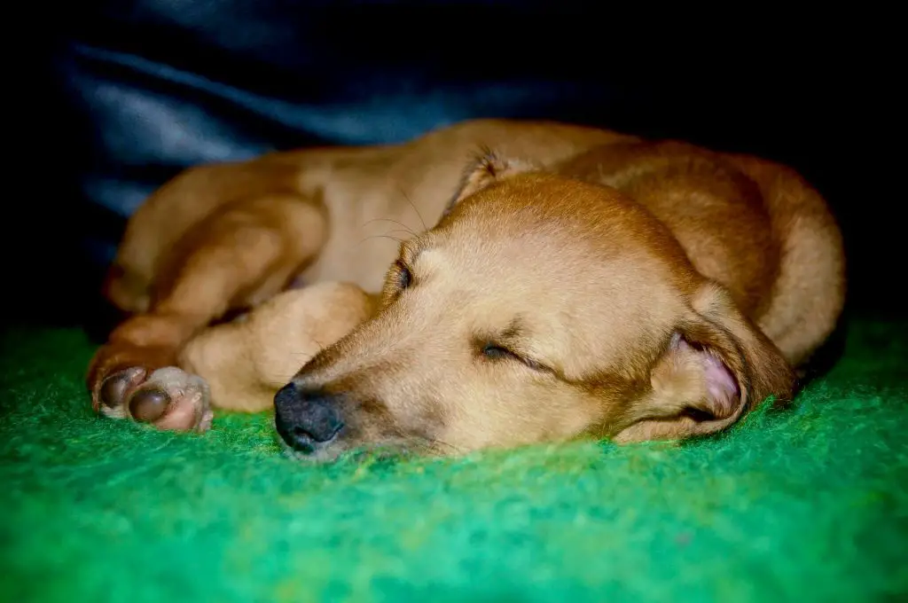 why do whippets sleep so much?