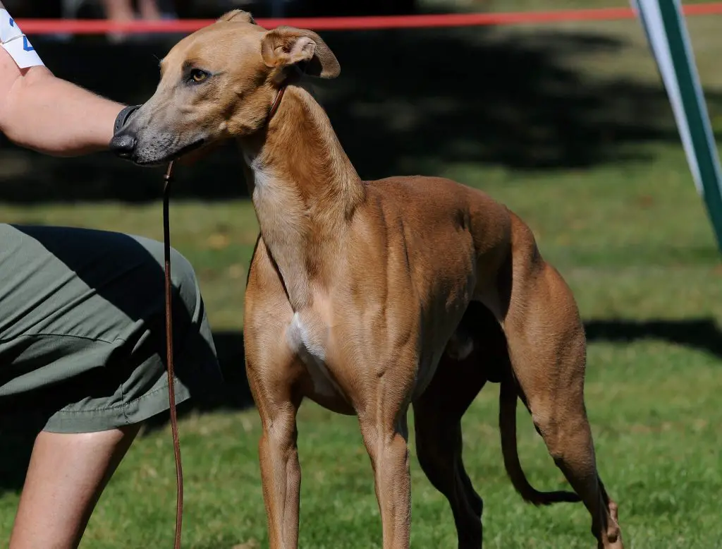 can whippets run long distances?