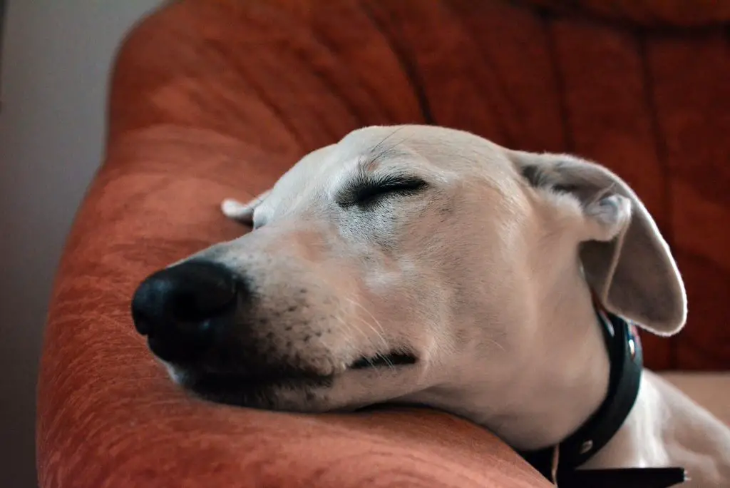 why do whippets sleep so much?