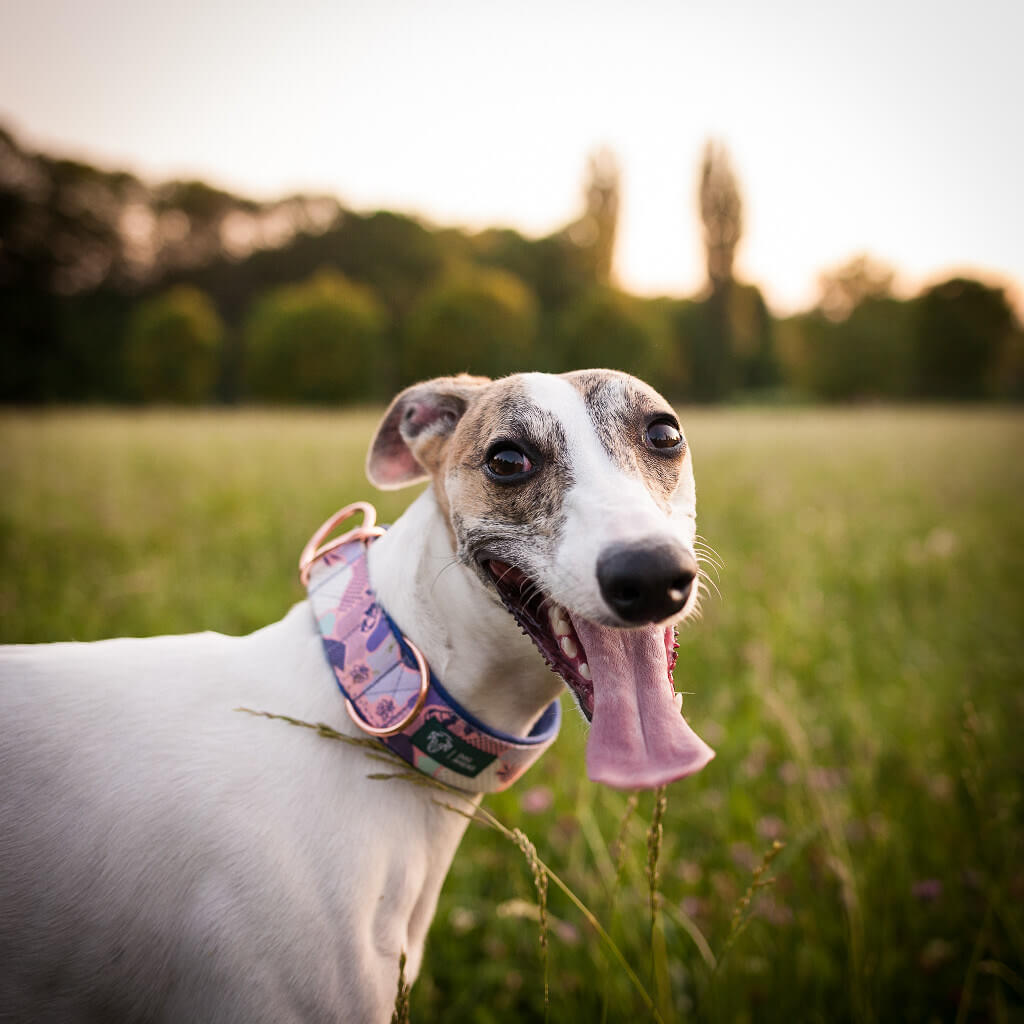 is a whippet a cross breed?