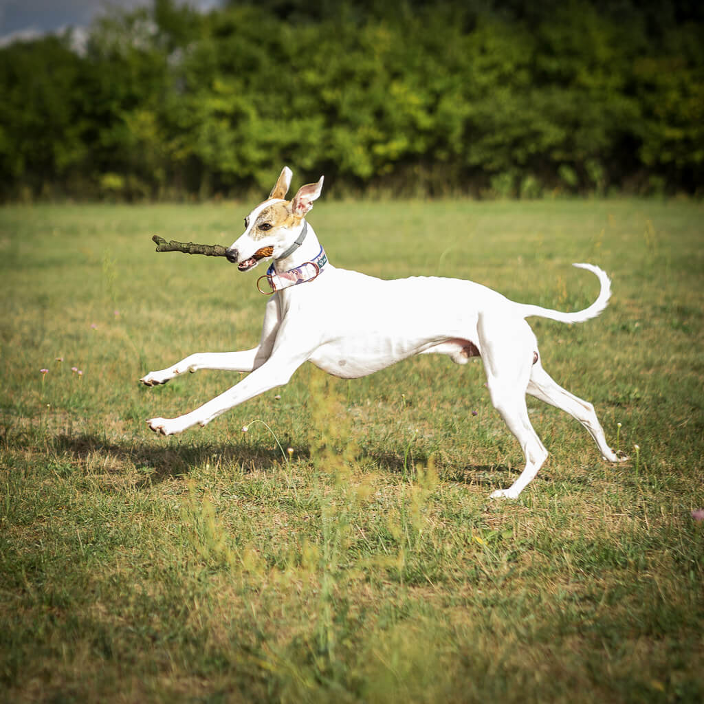 is a whippet a cross breed?