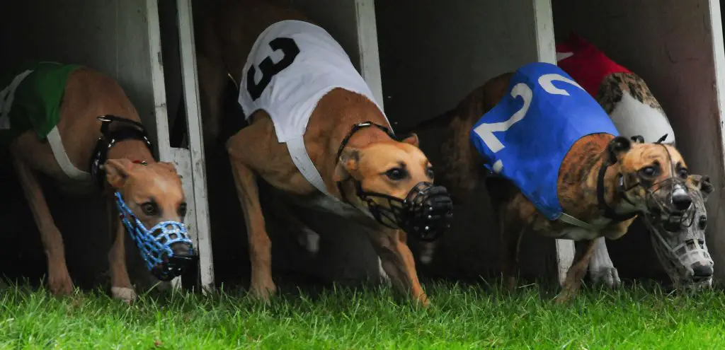 can whippets run long distances?