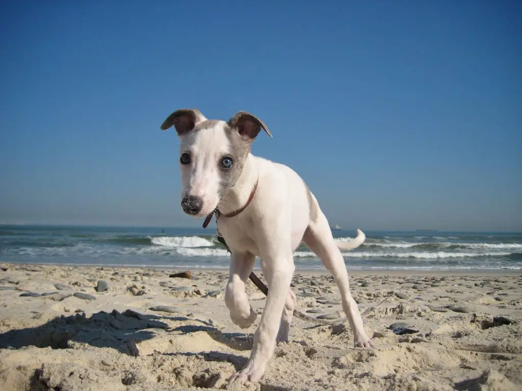 when will my whippet puppy stop teething?