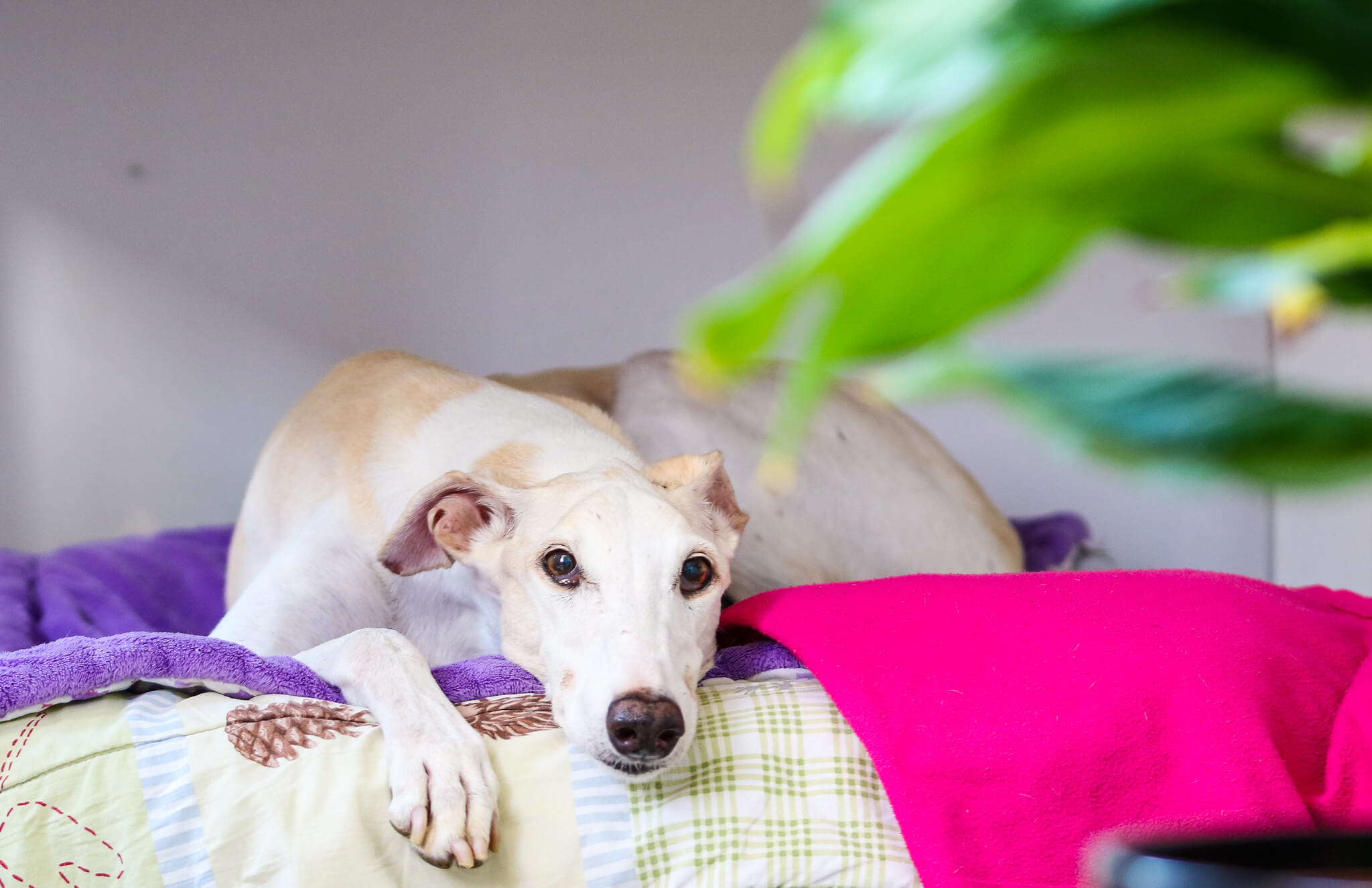 6 Best Dog Beds For Whippets WhippetCentral