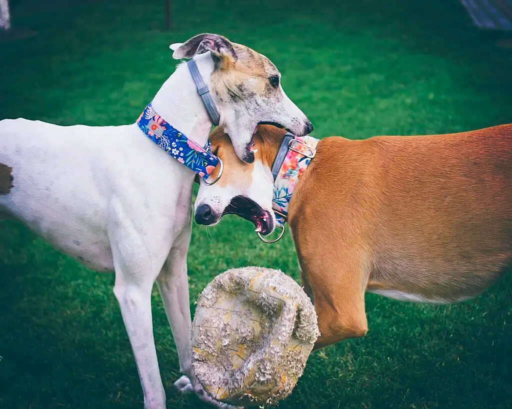 does my whippet love me?