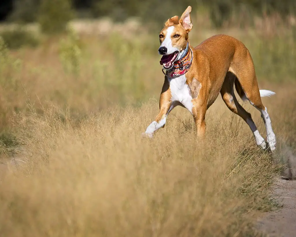 does my whippet love me?