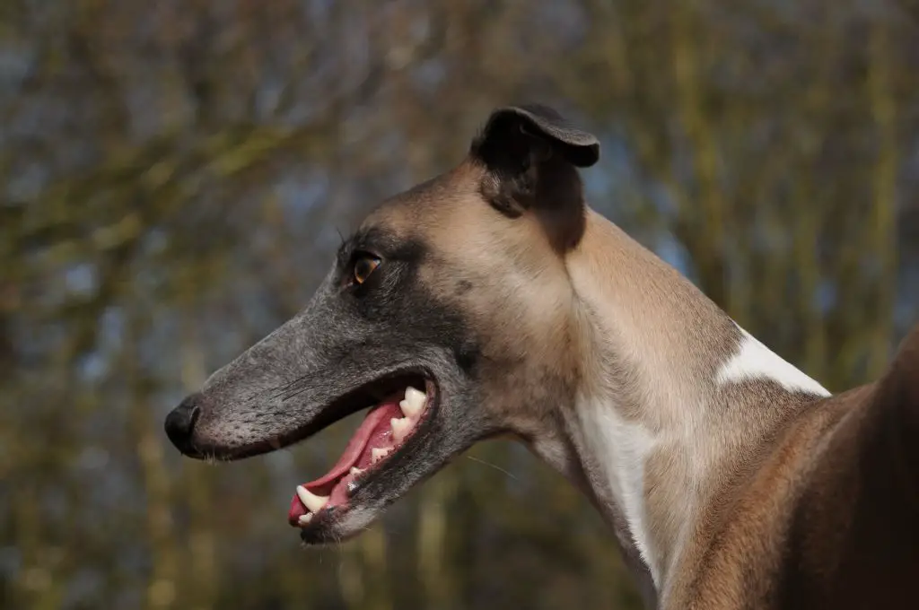 when will my whippet puppy stop teething?