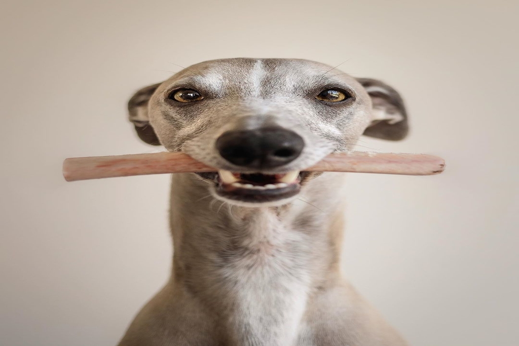 do whippets fart a lot?