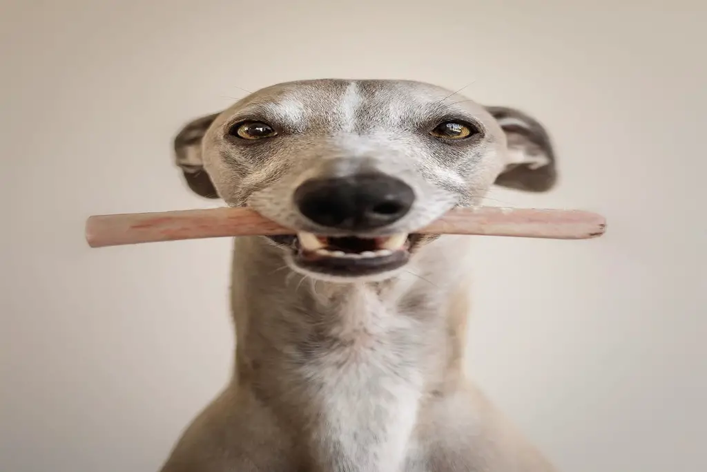 do whippets fart a lot?