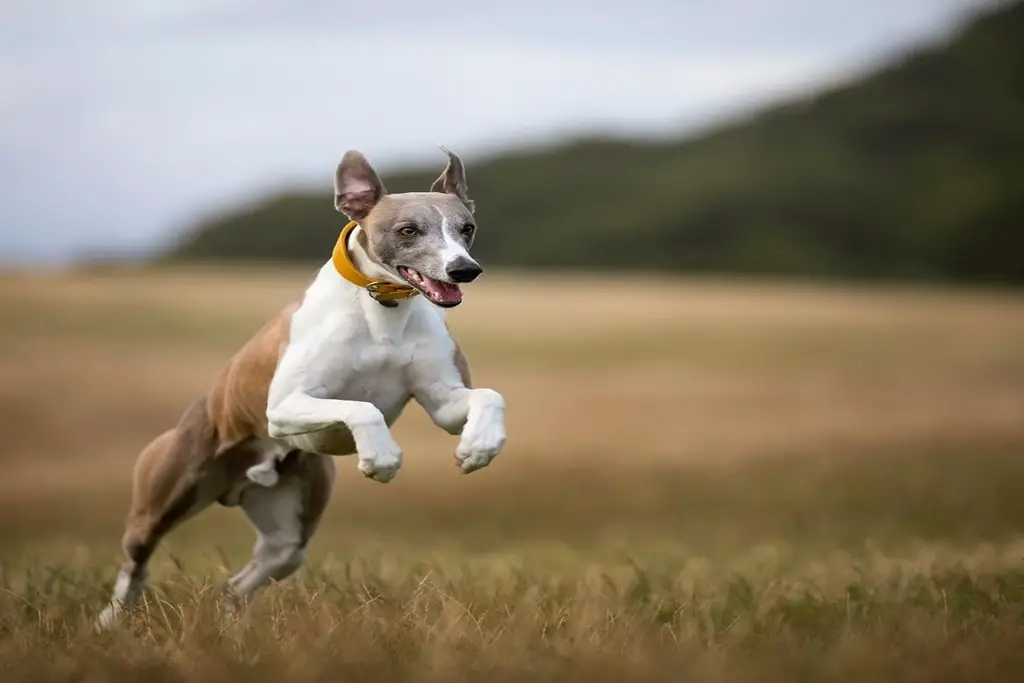 do whippets fart a lot?