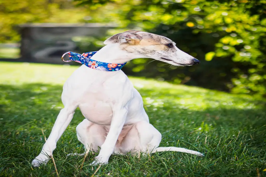 11 Best Dog Collars For Whippets WhippetCentral