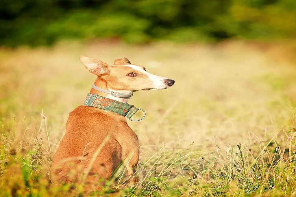 can whippets live outside?