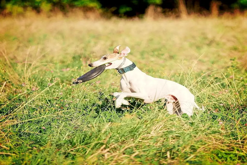 Can Whippets Live Outside? What You Need To Know!