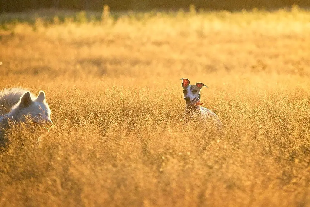 can whippets live outside?