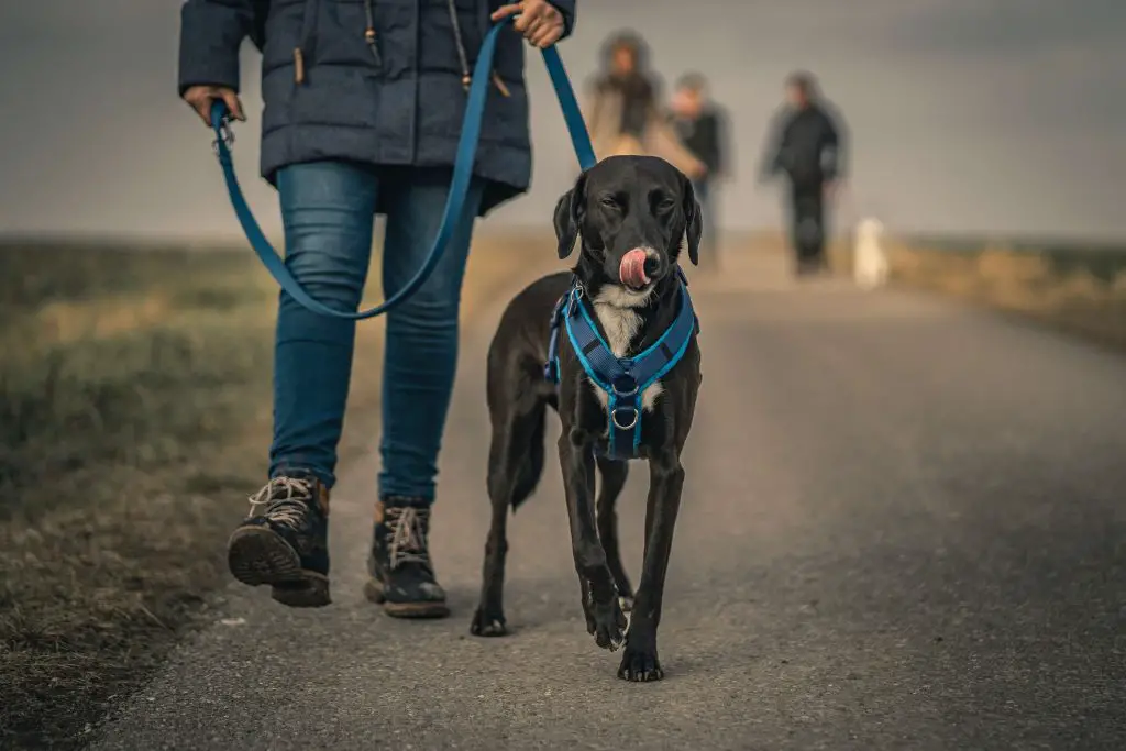 can whippets wear a harness?