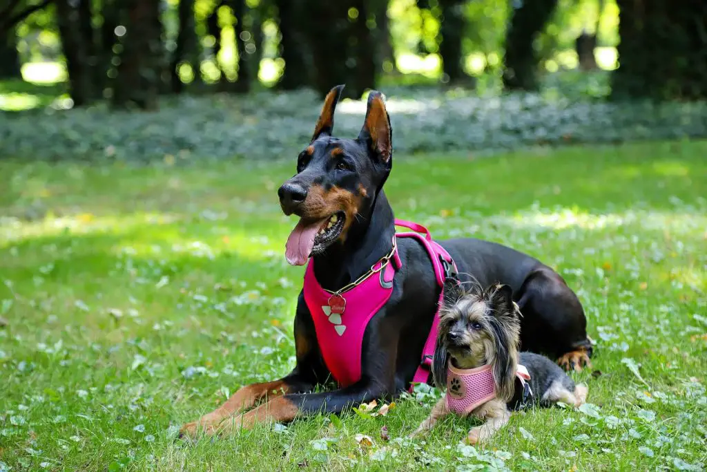 can whippets wear a harness?