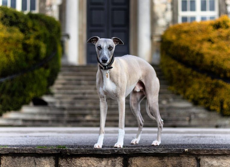 5-best-dog-crates-for-whippets-whippetcentral