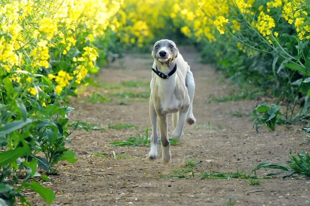 whippet shaking