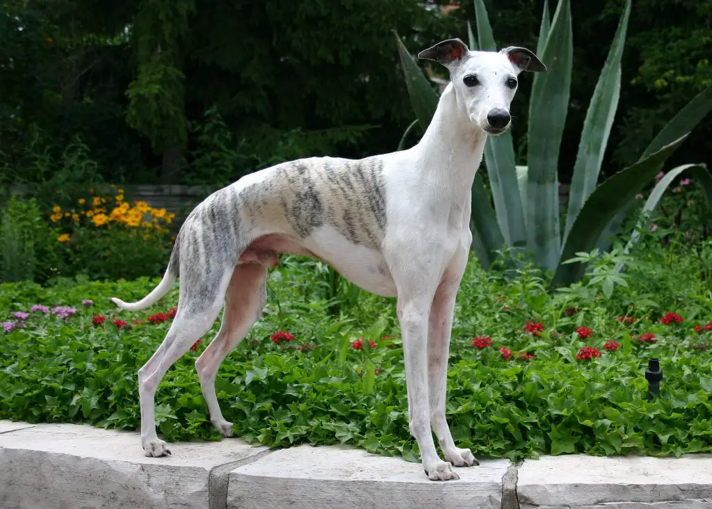 whippet shaking