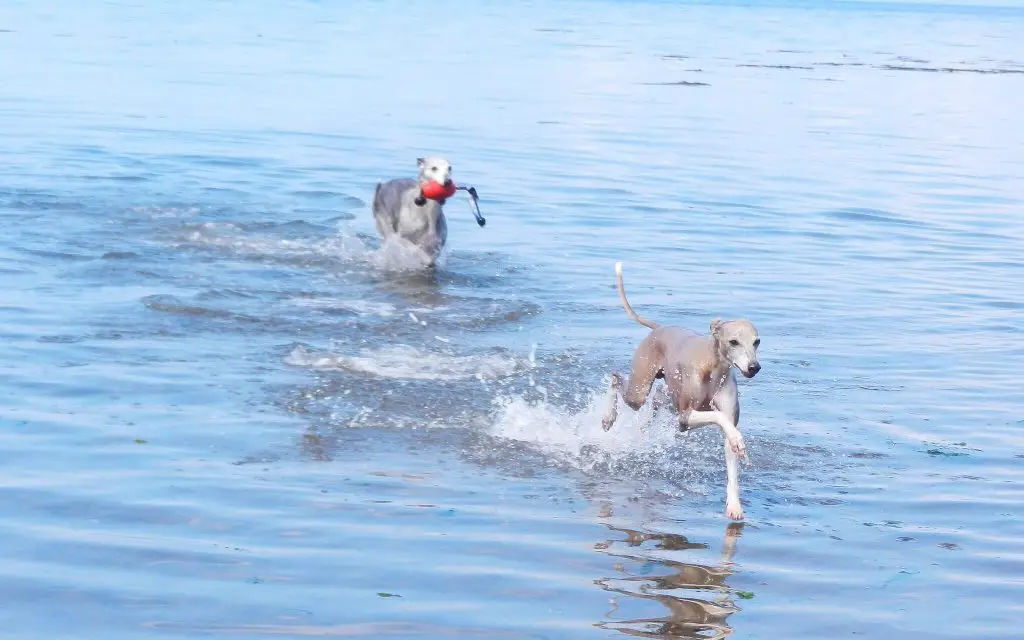 do whippets like to swim?