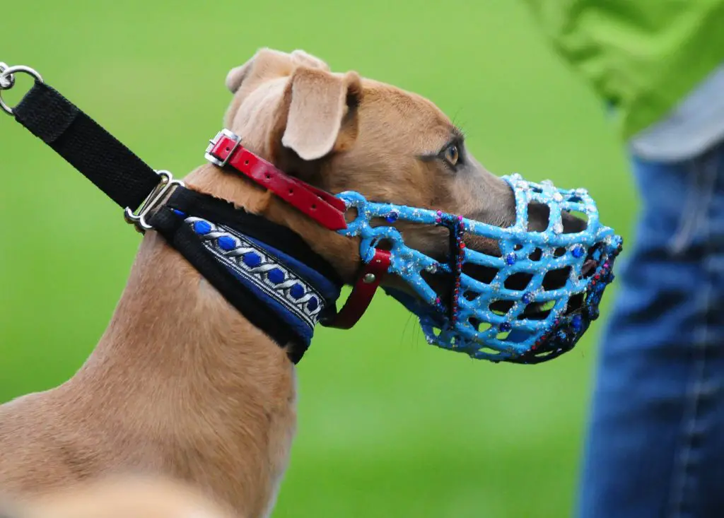 why do whippets shake?