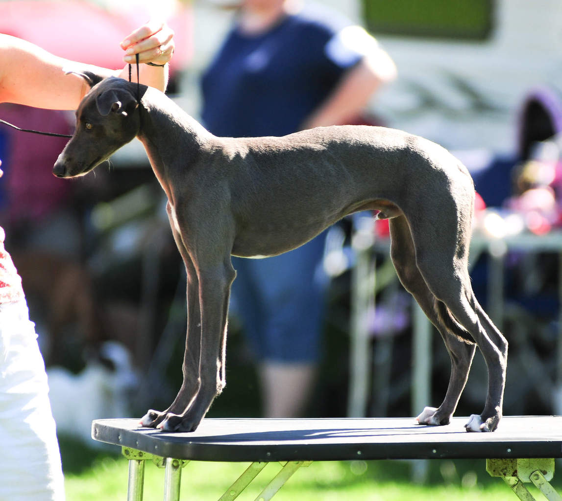 Is My Whippet Underweight? What You Must Know!