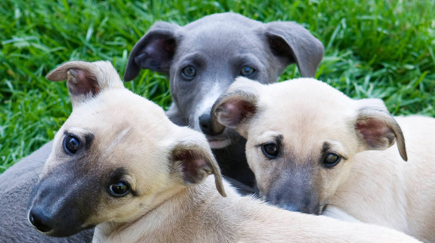 When Can Whippet Puppies Go Outside Is It Safe?