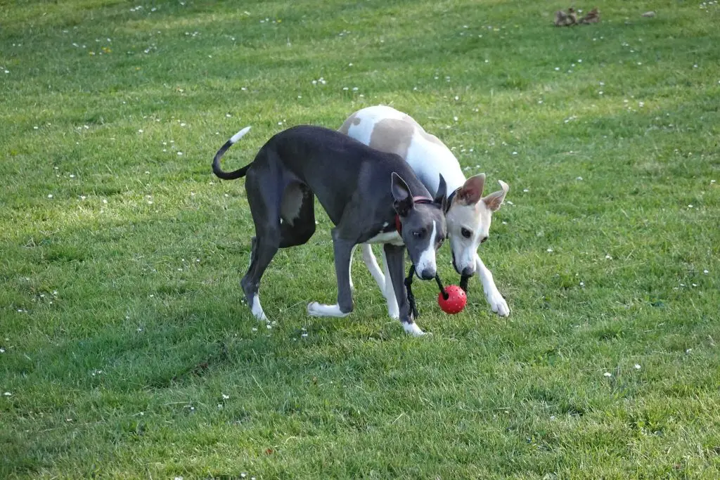 do whippets like to play?