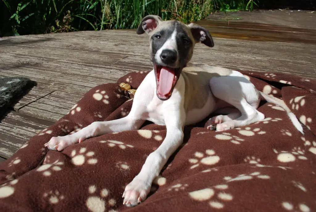 when can whippet puppies go in the garden