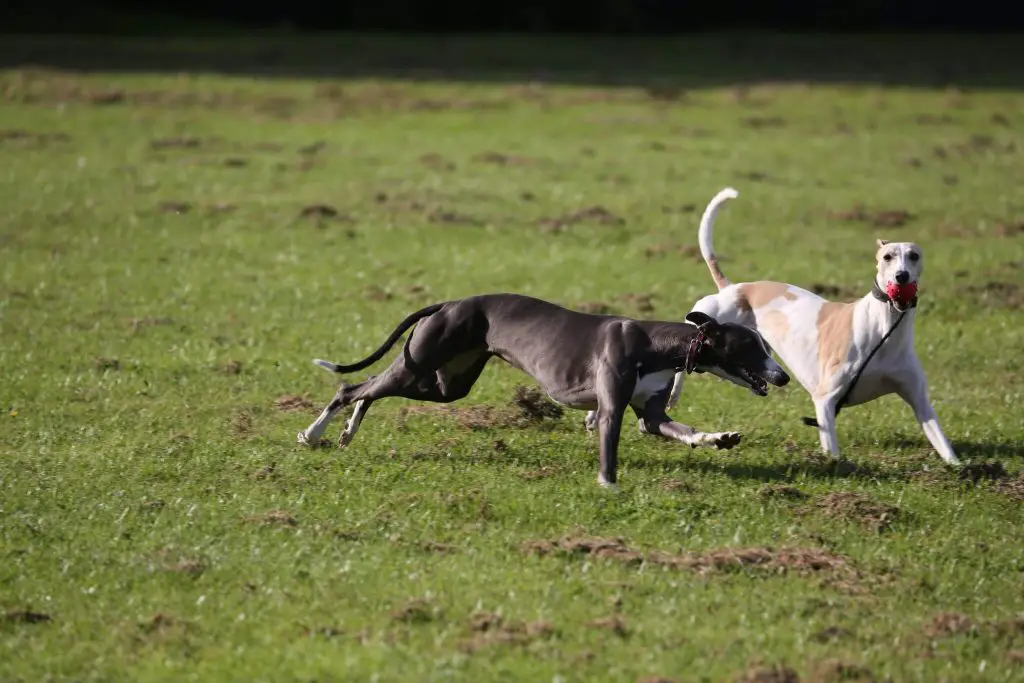 do whippets like to play?