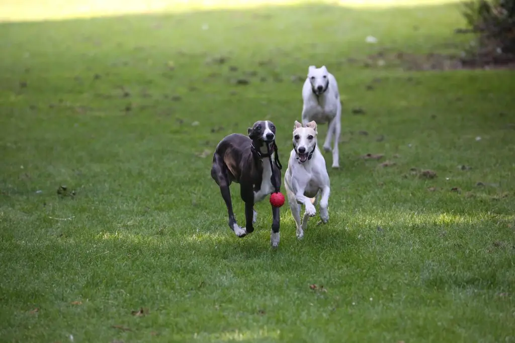 do whippets like to play?