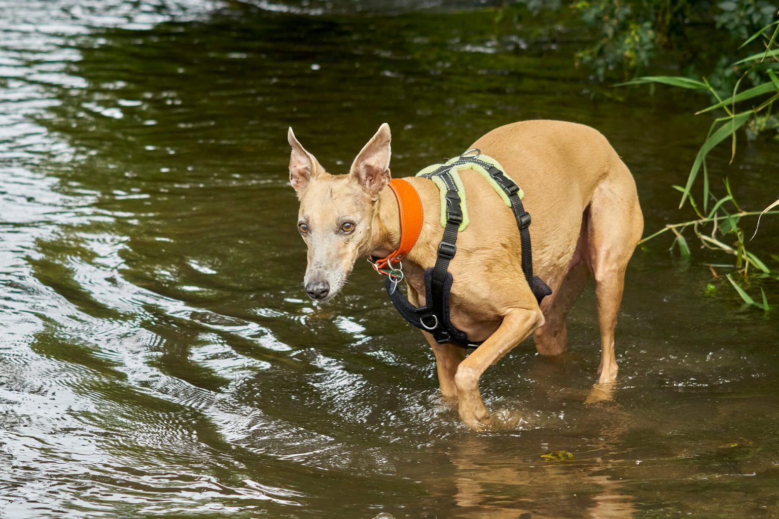 7 Best Dog Harnesses For Whippets WhippetCentral