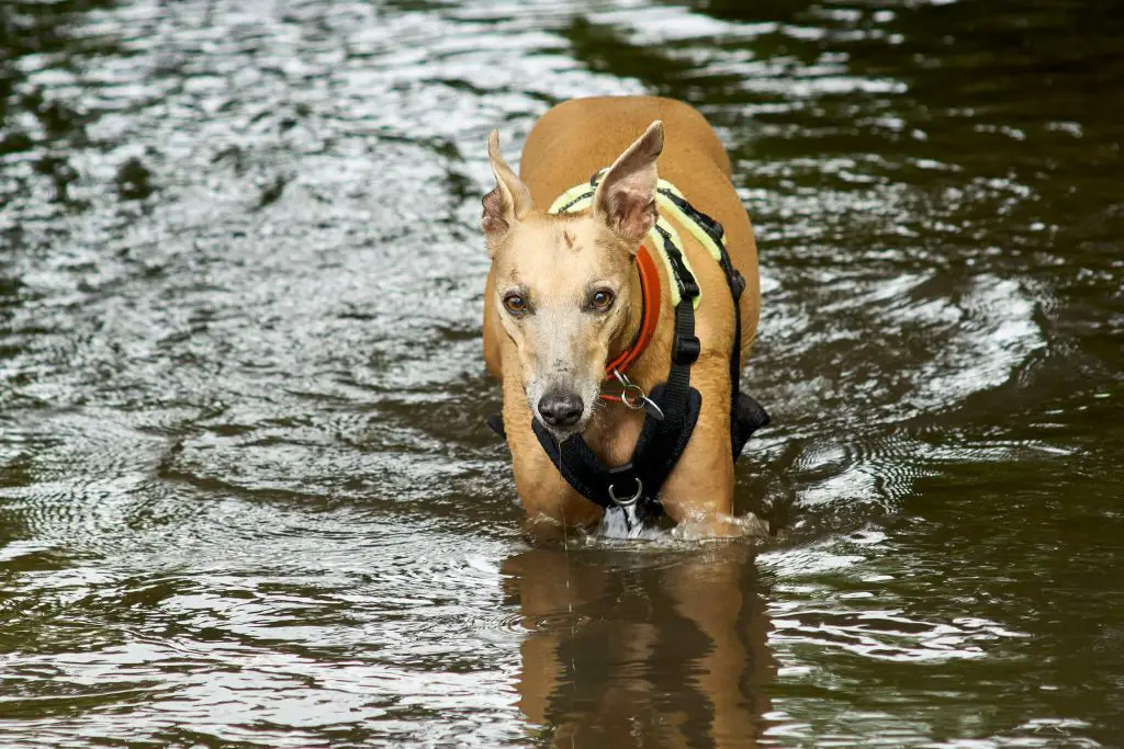 do whippets like swimming