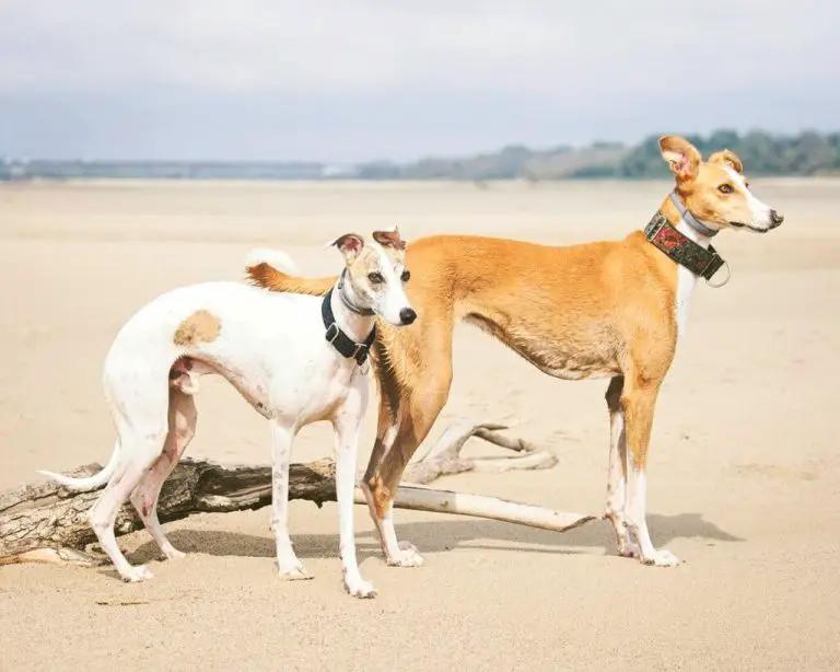 do-whippets-like-to-play-whippetcentral