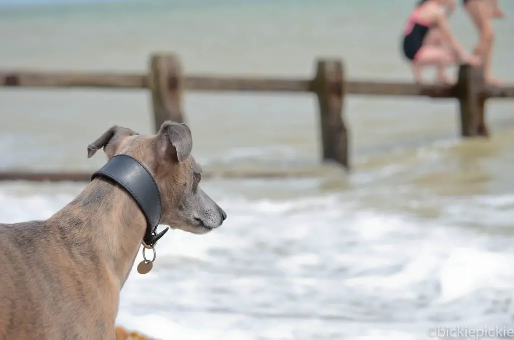 are whippets hypoallergenic dogs?